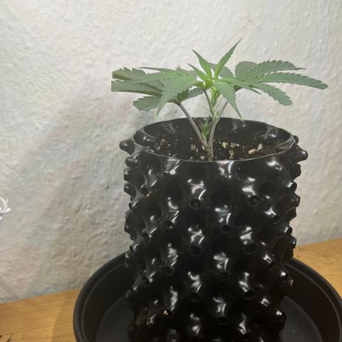 Permanent Marker II growlog timeline photo