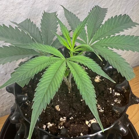 Permanent Marker II growlog timeline photo