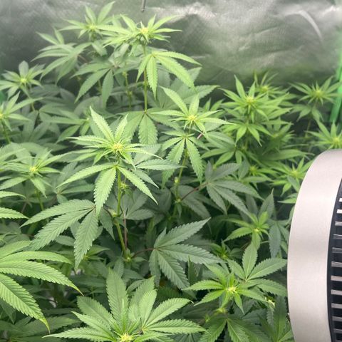 Permanent Marker growlog timeline photo