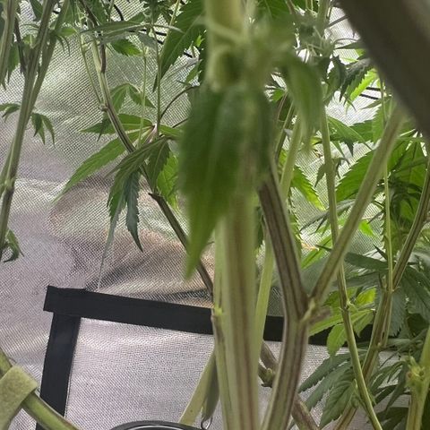 Permanent Marker growlog timeline photo