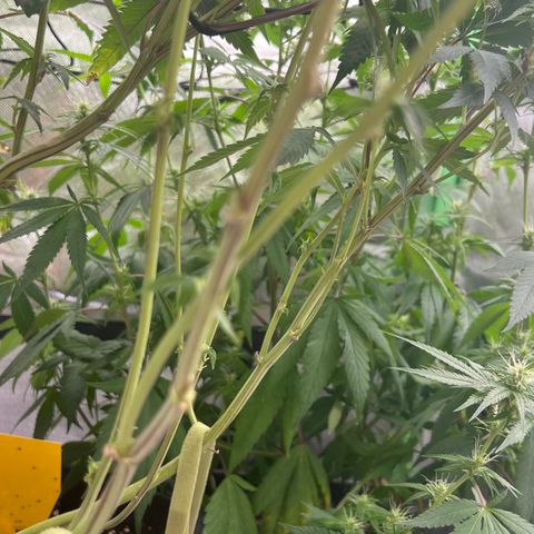 Permanent Marker growlog timeline photo