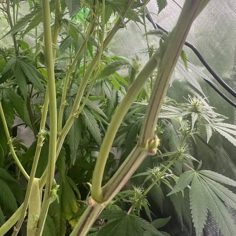 Permanent Marker growlog timeline photo