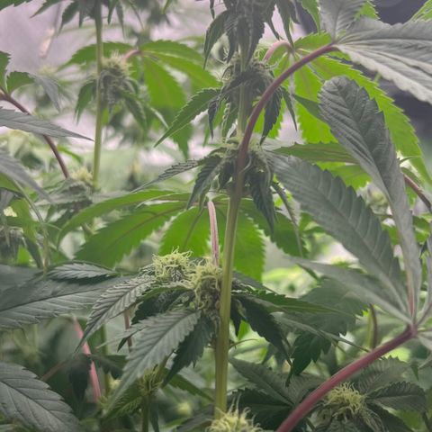 Permanent Marker growlog timeline photo