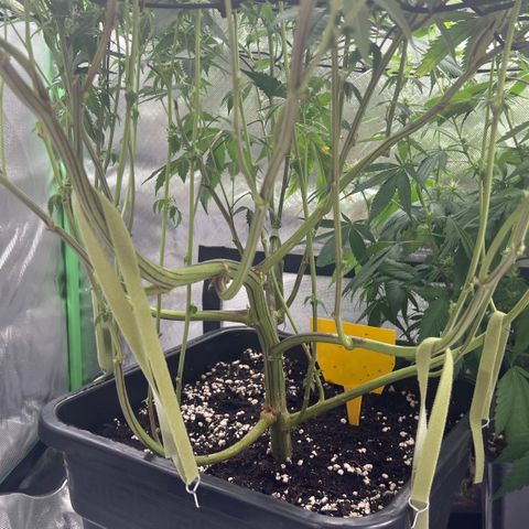 Permanent Marker growlog timeline photo