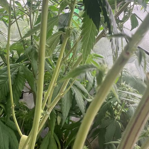 Permanent Marker growlog timeline photo