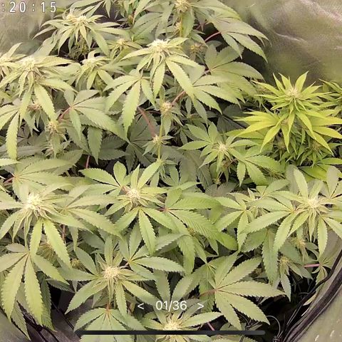 Permanent Marker growlog timeline photo