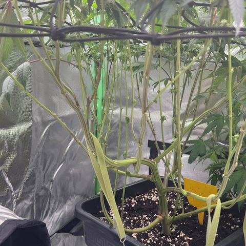 Permanent Marker growlog timeline photo
