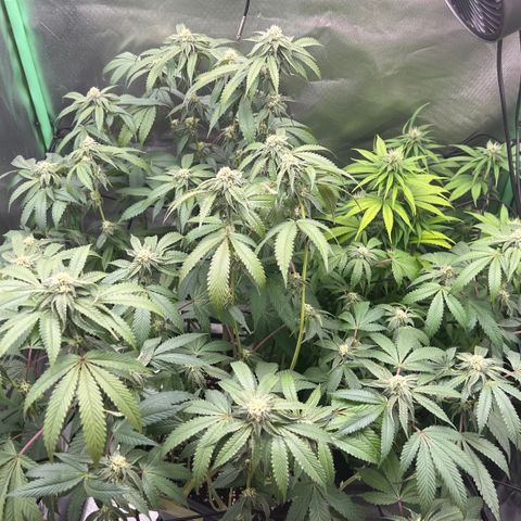 Permanent Marker growlog timeline photo