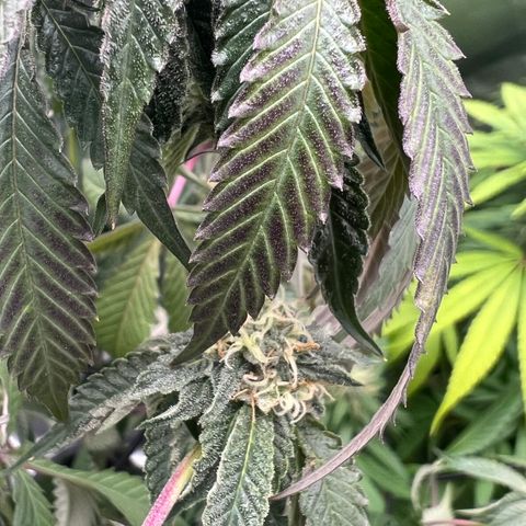 Permanent Marker growlog timeline photo