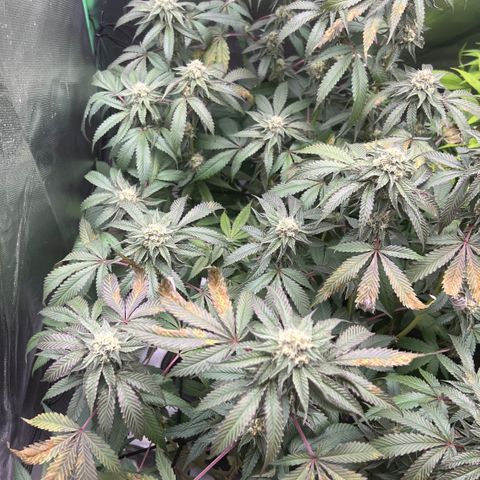 Permanent Marker growlog timeline photo