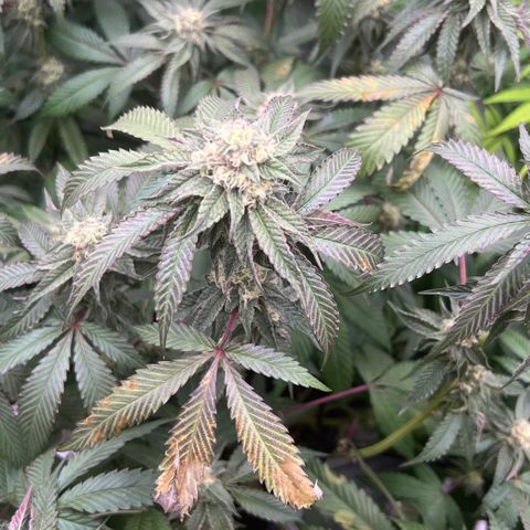 Permanent Marker growlog timeline photo