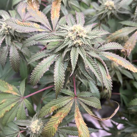 Permanent Marker growlog timeline photo