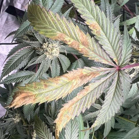 Permanent Marker growlog timeline photo
