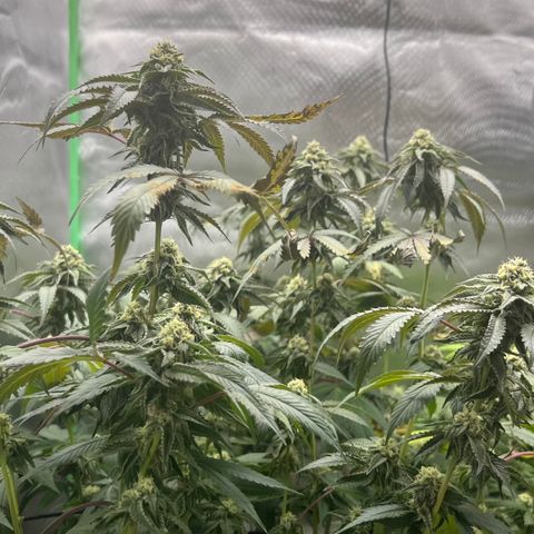 Permanent Marker growlog timeline photo