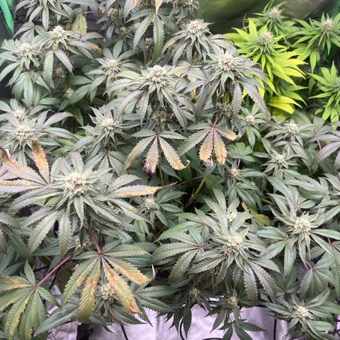Permanent Marker growlog timeline photo