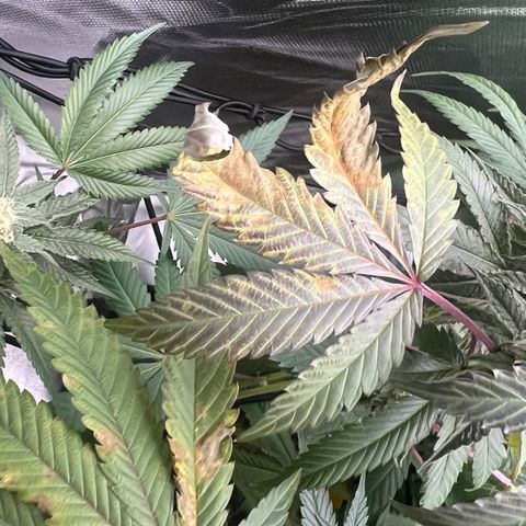 Permanent Marker growlog timeline photo