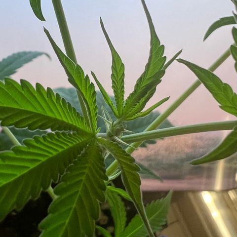 Permanent Marker II growlog timeline photo