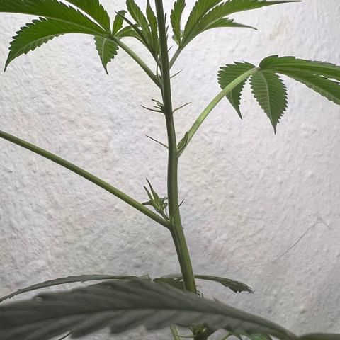Permanent Marker II growlog timeline photo