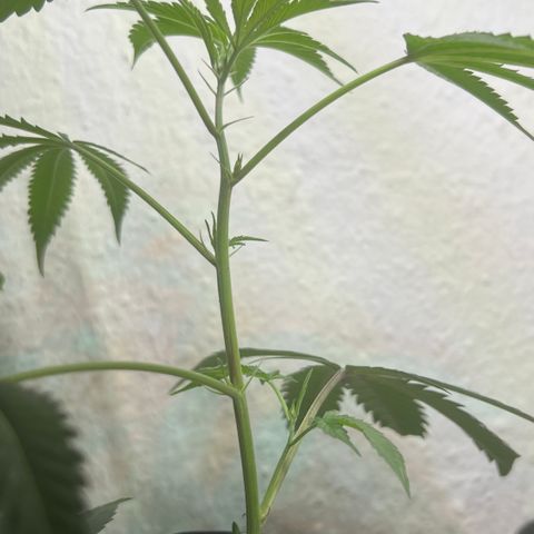 Permanent Marker II growlog timeline photo