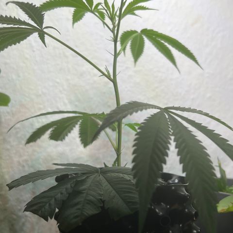 Permanent Marker II growlog timeline photo