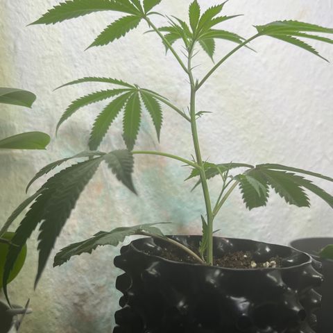 Permanent Marker II growlog timeline photo