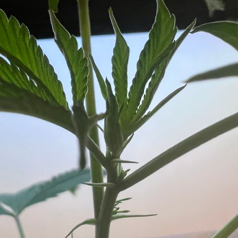 Permanent Marker II growlog timeline photo