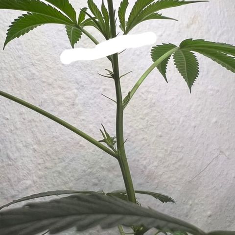 Permanent Marker II growlog timeline photo