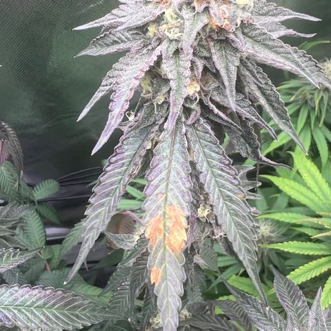 Permanent Marker growlog timeline photo