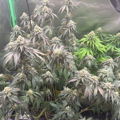 Permanent Marker growlog timeline photo