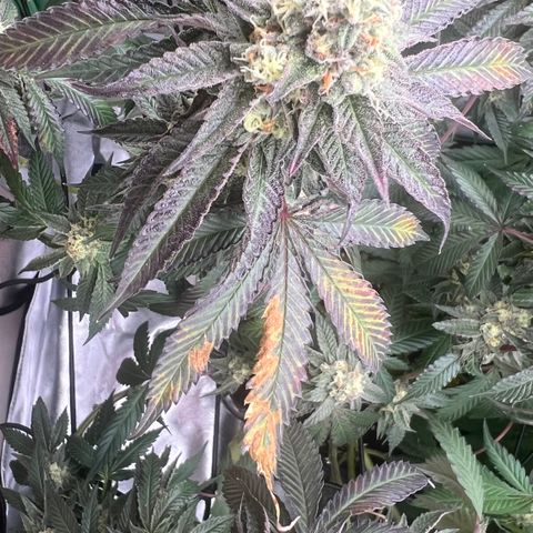 Permanent Marker growlog timeline photo