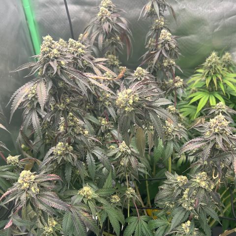 Permanent Marker growlog timeline photo