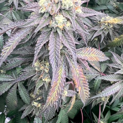 Permanent Marker growlog timeline photo