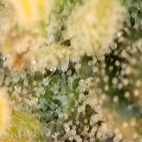 Permanent Marker growlog timeline photo