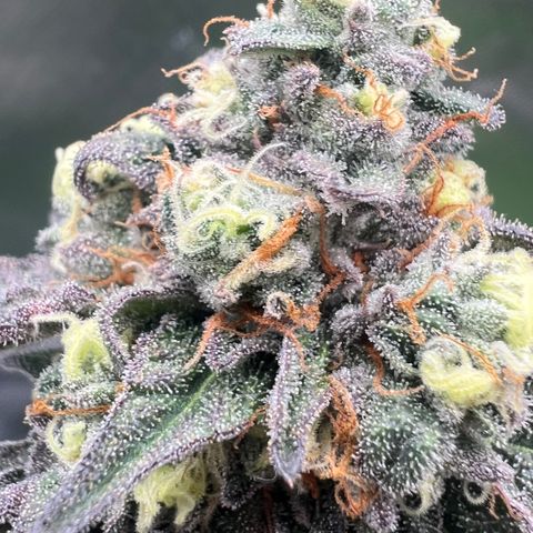 Permanent Marker growlog timeline photo