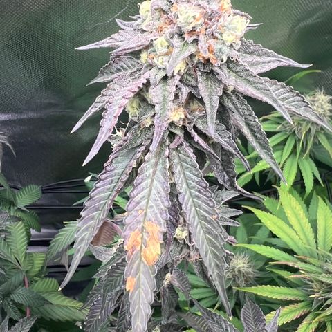 Permanent Marker growlog timeline photo