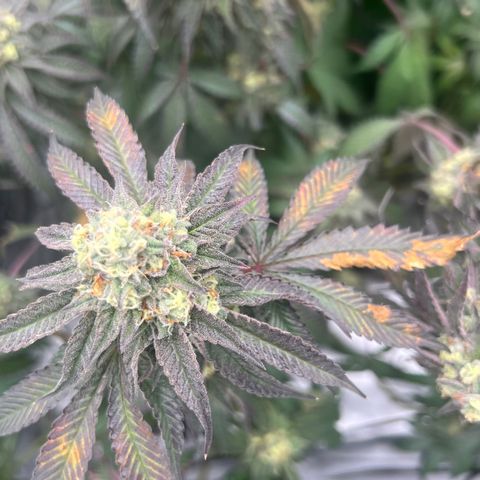 Permanent Marker growlog timeline photo