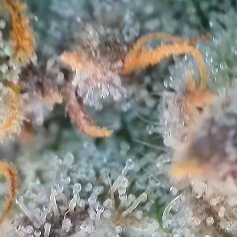 Permanent Marker growlog timeline photo