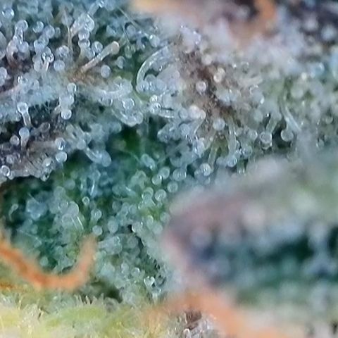 Permanent Marker growlog timeline photo