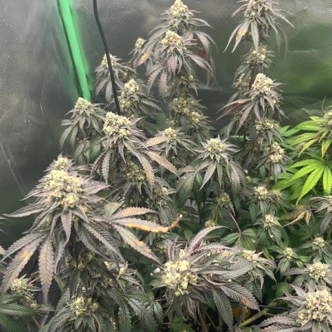 Permanent Marker growlog timeline photo