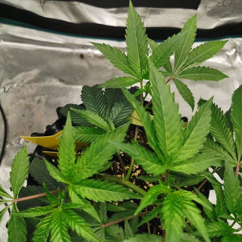 Permanent Marker II growlog timeline photo