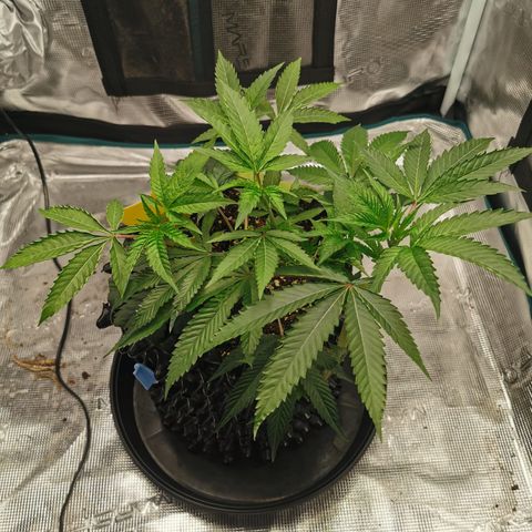 Permanent Marker II growlog timeline photo