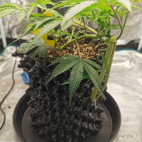 Permanent Marker II growlog timeline photo