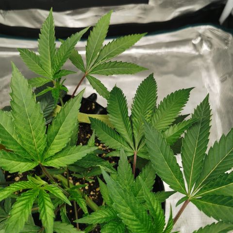 Permanent Marker II growlog timeline photo