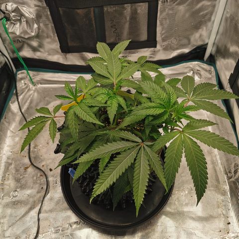 Permanent Marker II growlog timeline photo