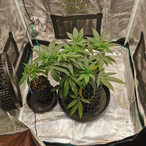 Permanent Marker II growlog timeline photo