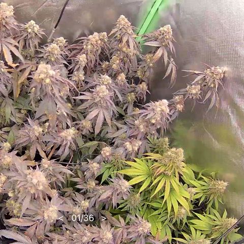 Permanent Marker growlog timeline photo