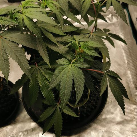 Permanent Marker II growlog timeline photo