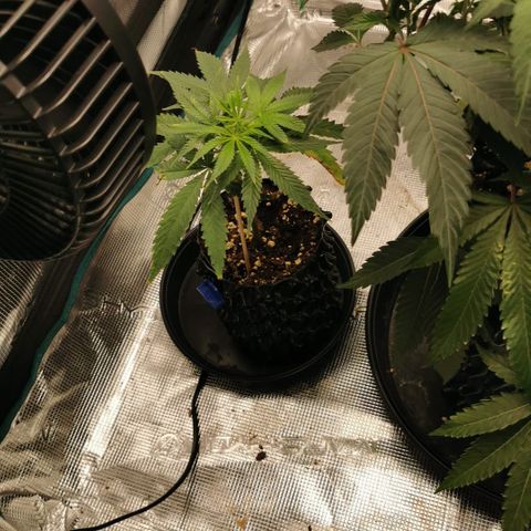 Permanent Marker II growlog timeline photo