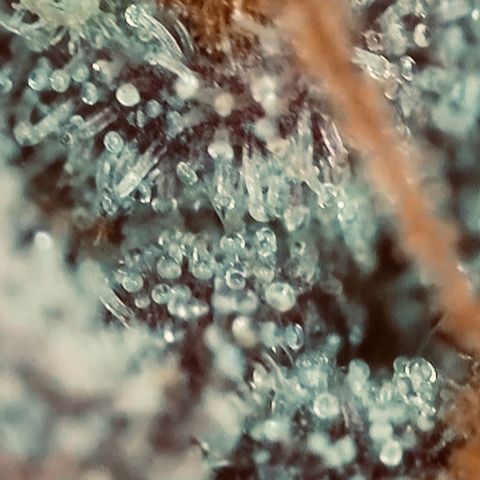 Permanent Marker growlog timeline photo