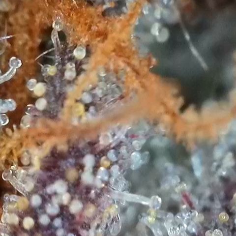 Permanent Marker growlog timeline photo